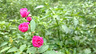 Village Hot Boy And Girl Sex Story Bangla