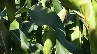 Jerking and Sucking My Cheating Boyfriend in a Cornfield - Outdoor Blowjob