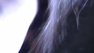 Secrets of the Castle. the Stranger Cock