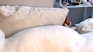 Amateur asian cocksucker teen