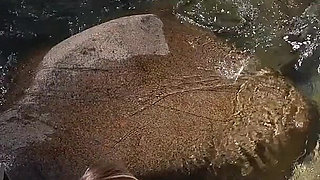 Blowjob and Cumshot on Her Face in a Beautiful River on an Afternoon Walk