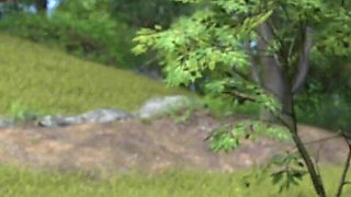 Sucking the Milky Tits of a Cow Girl