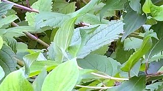 Brunette Solo Webcam Masturbation