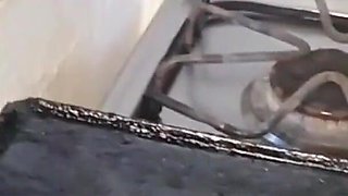 Big Ass Latina Girl Makes Food and Twerks in the Kitchen