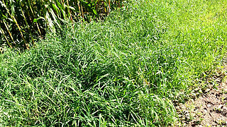 In Addition to the Nettles, the Tits Beaten Red