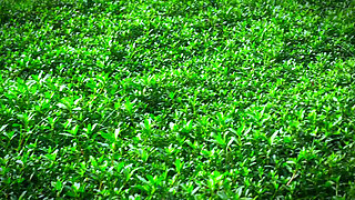 Arab Big Ass BBW Hot College Girl Fucked by Classmate!