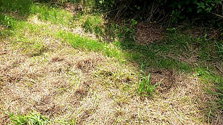 In the Cornfield the Tits Beaten