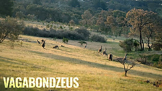 Two Aussies Twunk Outdoor Fuck