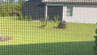 Exposing Myself To The Neighbors