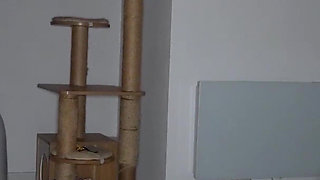 I'm Giving the Madbros a Sexy Surprise for Christmas - Luna Doll