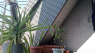 Peeing on a Potted Plant