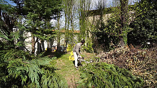 Looking for HARD TRUNKS to saw!(amateur sex in the woods)